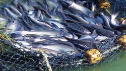 Fisheries export reach $400m in H1